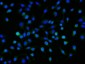 Anti-Neuropilin 1 Antibody Picoband™ (monoclonal, 8G6G7)